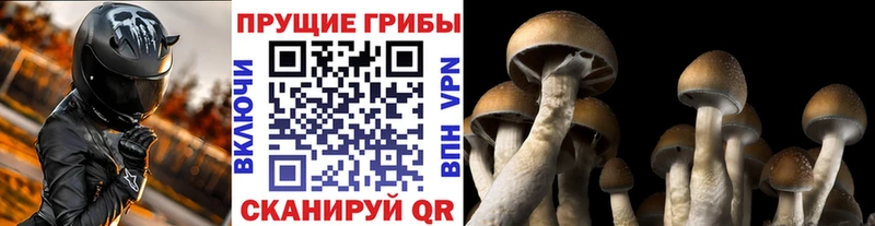 Галлюциногенные грибы мицелий  наркошоп  Калининск 